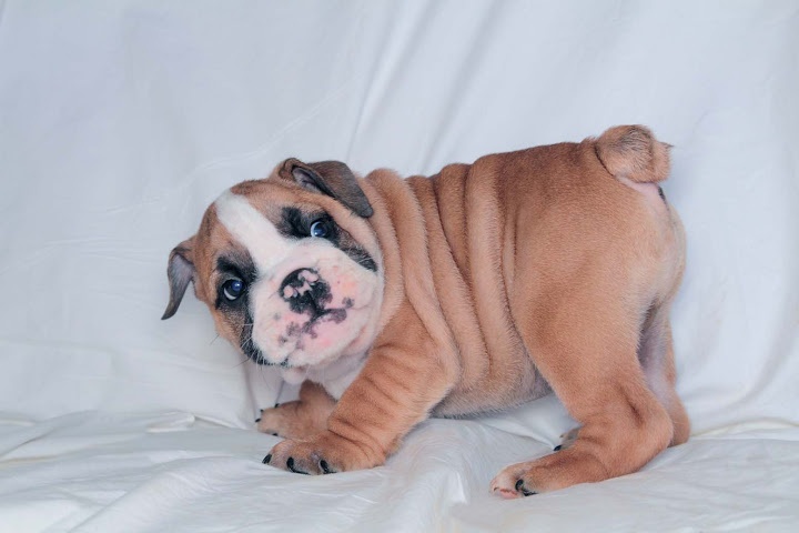 chiot Bulldog Anglais Lord Of The Sofa