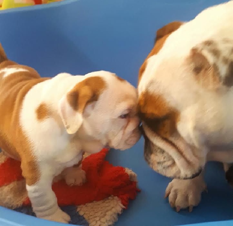 Lord Of The Sofa - Bulldog Anglais - Portée née le 29/11/2016