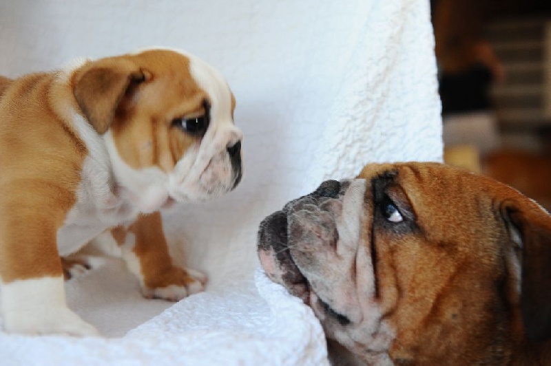 Lord Of The Sofa - Bulldog Anglais - Portée née le 05/12/2015